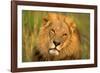 Lion King-Howard Ruby-Framed Photographic Print