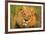 Lion King-Howard Ruby-Framed Photographic Print