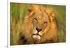 Lion King-Howard Ruby-Framed Photographic Print