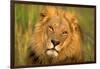 Lion King-Howard Ruby-Framed Photographic Print
