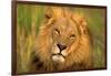 Lion King-Howard Ruby-Framed Photographic Print