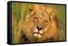 Lion King-Howard Ruby-Framed Stretched Canvas