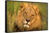 Lion King-Howard Ruby-Framed Stretched Canvas