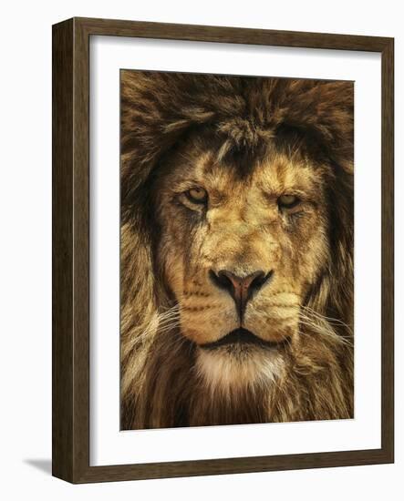 Lion King-Carrie Ann Grippo-Pike-Framed Photographic Print