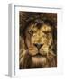 Lion King-Carrie Ann Grippo-Pike-Framed Photographic Print