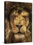 Lion King-Carrie Ann Grippo-Pike-Stretched Canvas