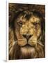 Lion King-Carrie Ann Grippo-Pike-Framed Photographic Print