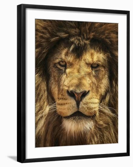 Lion King-Carrie Ann Grippo-Pike-Framed Photographic Print