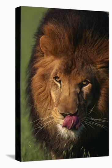 Lion Licking Face-DLILLC-Stretched Canvas