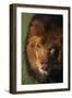 Lion Licking Face-DLILLC-Framed Photographic Print