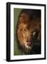 Lion Licking Face-DLILLC-Framed Photographic Print