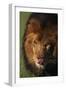 Lion Licking Face-DLILLC-Framed Photographic Print