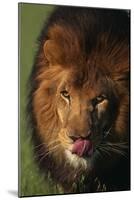 Lion Licking Face-DLILLC-Mounted Photographic Print