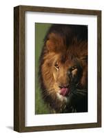 Lion Licking Face-DLILLC-Framed Photographic Print