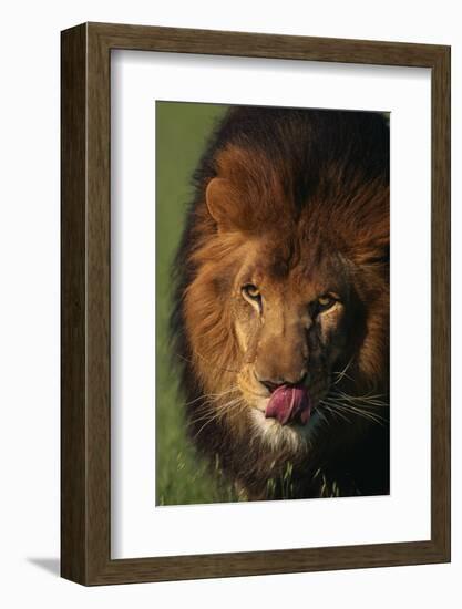 Lion Licking Face-DLILLC-Framed Photographic Print