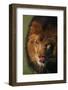 Lion Licking Face-DLILLC-Framed Photographic Print