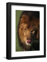 Lion Licking Face-DLILLC-Framed Photographic Print