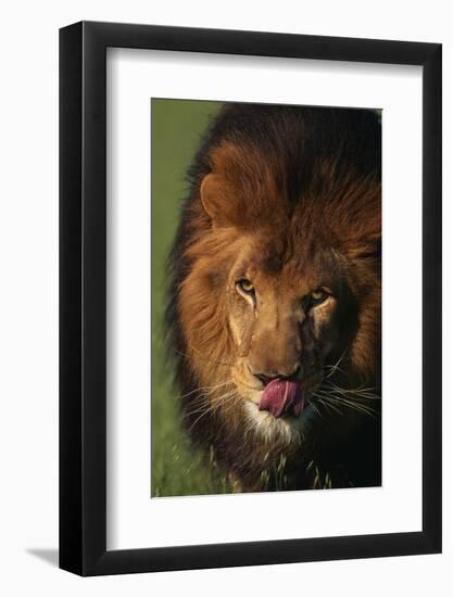 Lion Licking Face-DLILLC-Framed Photographic Print