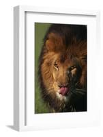 Lion Licking Face-DLILLC-Framed Photographic Print