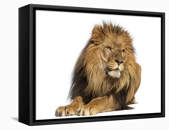 Lion Lying Down, Looking Away, Panthera Leo, 10 Years Old, Isolated on White-Life on White-Framed Stretched Canvas