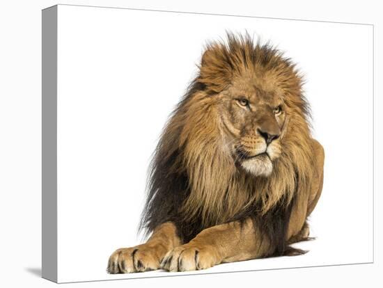 Lion Lying Down, Looking Away, Panthera Leo, 10 Years Old, Isolated on White-Life on White-Stretched Canvas