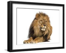 Lion Lying Down, Looking Away, Panthera Leo, 10 Years Old, Isolated on White-Life on White-Framed Premium Photographic Print