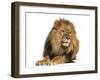 Lion Lying Down, Looking Away, Panthera Leo, 10 Years Old, Isolated on White-Life on White-Framed Photographic Print