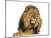 Lion Lying Down, Looking Away, Panthera Leo, 10 Years Old, Isolated on White-Life on White-Mounted Photographic Print