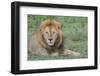 Lion Lying on Grass Resting, Look of Surprise While Looking at Viewer-James Heupel-Framed Photographic Print