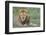 Lion Lying on Grass Resting, Look of Surprise While Looking at Viewer-James Heupel-Framed Photographic Print