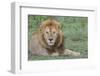 Lion Lying on Grass Resting, Look of Surprise While Looking at Viewer-James Heupel-Framed Photographic Print