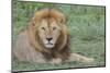 Lion Lying on Grass Resting, Look of Surprise While Looking at Viewer-James Heupel-Mounted Photographic Print