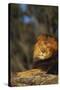 Lion Lying on Rock-DLILLC-Stretched Canvas