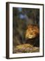 Lion Lying on Rock-DLILLC-Framed Photographic Print