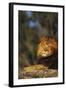 Lion Lying on Rock-DLILLC-Framed Photographic Print