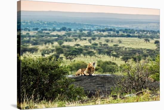 Lion Lying on Rocks and Roars on Savanna at Sunset. Safari in Serengeti, Tanzania, Africa-Michal Bednarek-Stretched Canvas