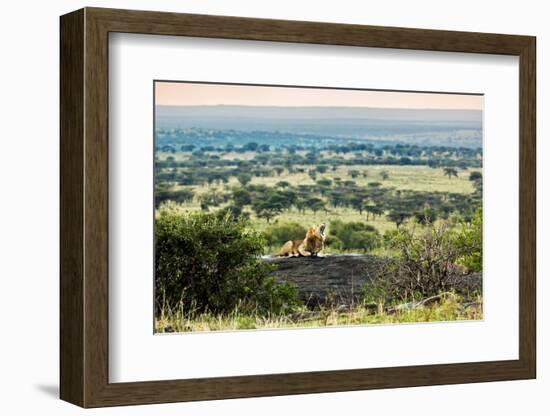 Lion Lying on Rocks and Roars on Savanna at Sunset. Safari in Serengeti, Tanzania, Africa-Michal Bednarek-Framed Photographic Print