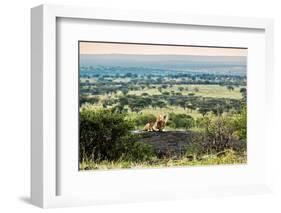 Lion Lying on Rocks and Roars on Savanna at Sunset. Safari in Serengeti, Tanzania, Africa-Michal Bednarek-Framed Photographic Print