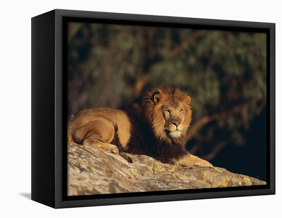 Lion Lying on Rocks-DLILLC-Framed Stretched Canvas