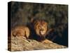 Lion Lying on Rocks-DLILLC-Stretched Canvas