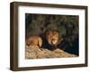 Lion Lying on Rocks-DLILLC-Framed Photographic Print