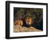 Lion Lying on Rocks-DLILLC-Framed Photographic Print