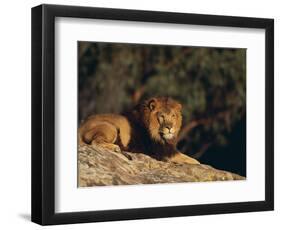 Lion Lying on Rocks-DLILLC-Framed Photographic Print