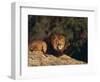 Lion Lying on Rocks-DLILLC-Framed Photographic Print