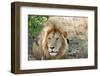 Lion, Maasai Mara National Reserve, Kenya-Nico Tondini-Framed Photographic Print