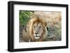 Lion, Maasai Mara National Reserve, Kenya-Nico Tondini-Framed Photographic Print