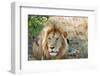 Lion, Maasai Mara National Reserve, Kenya-Nico Tondini-Framed Photographic Print