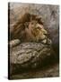 Lion Male 2-Harro Maass-Stretched Canvas