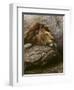 Lion Male 2-Harro Maass-Framed Premium Giclee Print