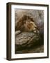 Lion Male 2-Harro Maass-Framed Giclee Print